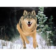Охота на волка в Якутии фото