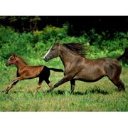 Постой и содержание частных лошадей в Казани фото