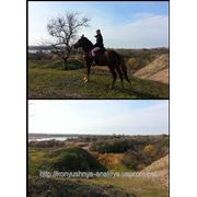 Прогулки на лошадях. Донецк фото