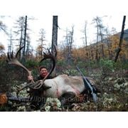 Охота на «горно-таежного» Северного оленя в Якутии фото