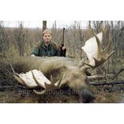 Охота на лося в Якутии фото