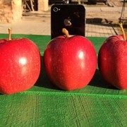 Яблоки сорта Гала Ред Лум фото