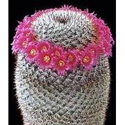 Кактус маммилярия фото