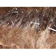 Семенной подвой в/с (алыча) фото