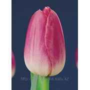 Луковицы тюльпанов сорт Dynasty 12+ фотография