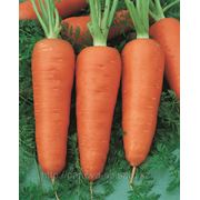 Семена моркови Шантанэ фото