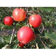 Саженцы яблони “Ariwa“ (разветвление 5+) фото