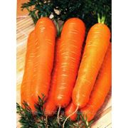 Семена моркови Нантская фото