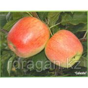 Саженцы яблони “Celeste“ (разветвление 5+) фотография