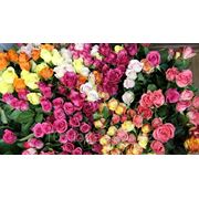 Доставка букетов из роз, Алматы