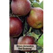 Саженцы яблони “Redboskoop“ (разветвление 5+) фото
