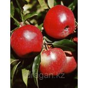 Саженцы яблони “Gloster“ (разветвление 5+) фотография