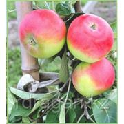 Саженцы яблони “Early Geneva“ (разветвление 5+) фото