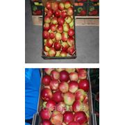 Саженцы яблони "Piros" (разветвление 5+)