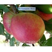 Саженцы яблони “Szampion Reno 2“ (разветвление 5+) фото