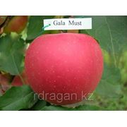 Саженцы яблони “Gala Must“ (разветвление 5+) фотография