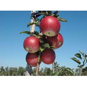 Саженцы яблони "Idaredest" (разветвление 5+)