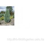 Можжевельник Виргинский (лат. Juniperus virginiana), саженцы можжевельника, продажа деревьев Алматы и область