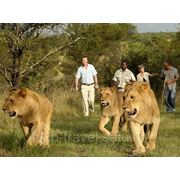 ЮАР-прогулка со львами фото