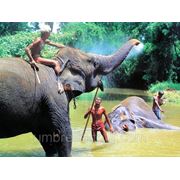 Туры на Шри Ланка. Отдых на Шри Ланка фото