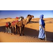 Тур в Марокко. Сахара и Оазис фото