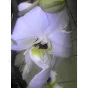 Орхидея одна ветка белая