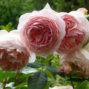 Розы английские