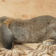 Кролик Французский баран фото