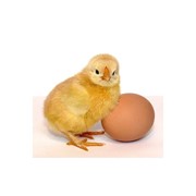 Цыплята Орпингтон мясо-яичный вид кур, суточные фото