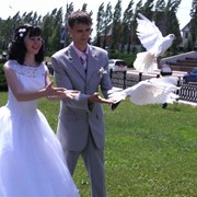 Запуск голубей на свадьбу фото