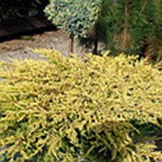 Можжевельник обыкновенный Голдшатц (Juniperus communis 'Goldschatz')
