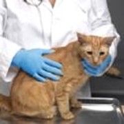 Перчатки медицинские для ветеринара