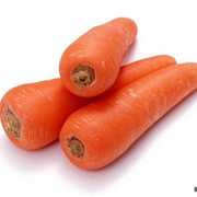 Морковь ранняя, Морковь ранняя оптом фото