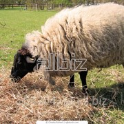 Овца. Сельскохозяйственное животное. фото