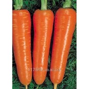 Семена моркови, Курода, Lark seeds, упаковка (500 г.) фотография