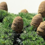 Кедр Cedrus atlantica Aurea 40-60 K2,5