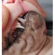 Удаление молочных зубов животным