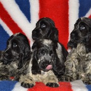 Высокопородные щенки английского кокер-спаниеля фото