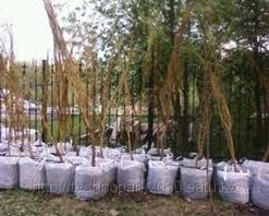 Купить Саженцы Алматы