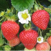 Посадочный материал земляники садовой Фламенко (Flamenco Strawberry) фото