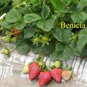 Саженцы ранеспелого сорта Бениция (Benicia Strawberry) земляники садовой фото