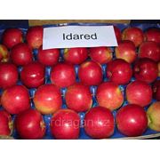 Саженцы яблони “Айдаред“ (2-х летки) фотография