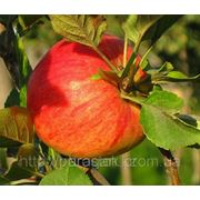 Саженцы яблони “Topaz“ (разветвление 5+) фотография