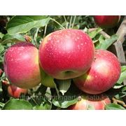 Яблони, саженцы яблонь, продажа деревьев яблонь Алматы и область