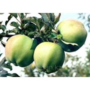 Саженцы яблони “Boiken“ фото