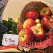 Саженцы яблони “Cortland“ фотография