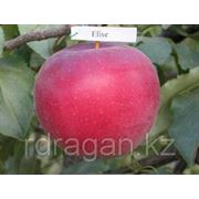 Саженцы яблони “Elise“ (разветвление 5+) фотография