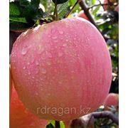 Саженцы яблони “Fuji Benishogun“ фото