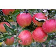 Саженцы яблони “Jonagold“ (разветвление 5+) фотография