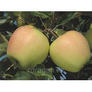 Саженцы яблони “Golden Delicious Reinders“ (разветвление 5+) фотография